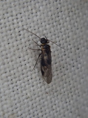Elipsocus