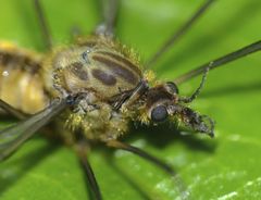 Leptotarsus submontanus