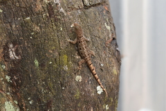 Gonatodes albogularis