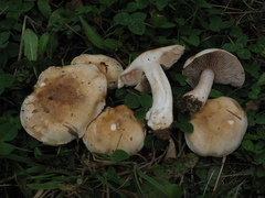 Hebeloma aanenii
