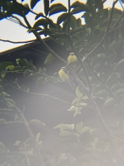 Myiozetetes similis