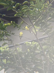 Myiozetetes similis