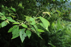 Croton longiradiatus