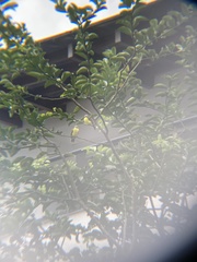 Myiozetetes similis