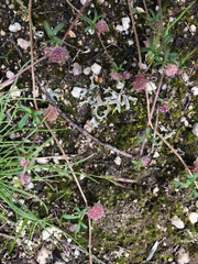Actinotus gibbonsii
