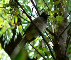 Pycnonotus nigricans superior