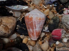 Conus miliaris