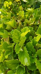 Plectranthus verticillatus