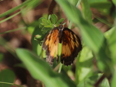 Junonia sophia sophia