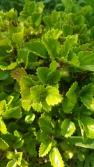 Plectranthus verticillatus