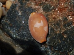 Staphylaea staphylaea