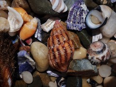 Peristernia reincarnata