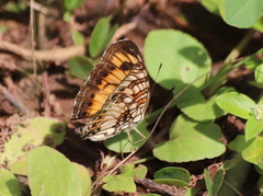 Junonia sophia sophia