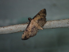 Nacoleia charesalis