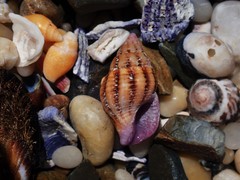 Peristernia reincarnata