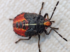 Sinopla perpunctatus