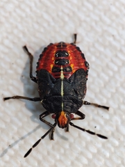 Sinopla perpunctatus