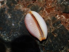 Staphylaea staphylaea