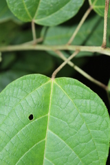 Croton longiradiatus
