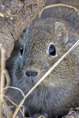 Microcavia australis