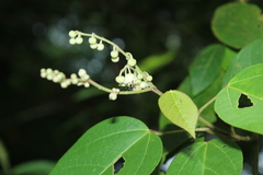 Croton longiradiatus