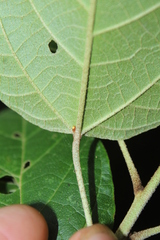 Croton longiradiatus