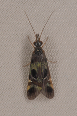 Smicridea varia