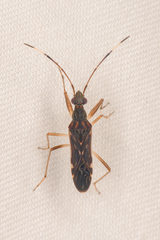 Neopamera neotropicalis