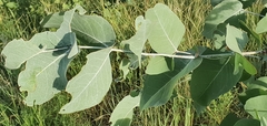 Eucalyptus melanophloia