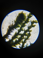 Marsupella bolanderi