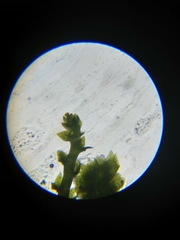 Marsupella bolanderi