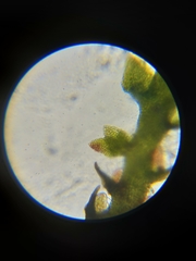 Marsupella bolanderi