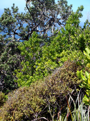 Planchonella costata