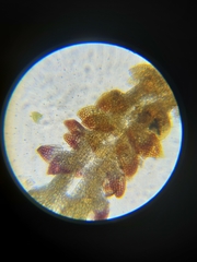 Marsupella bolanderi