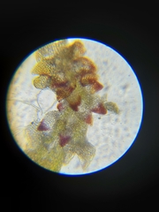 Marsupella bolanderi