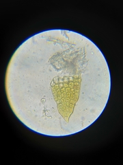 Marsupella bolanderi