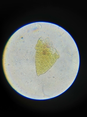 Marsupella bolanderi