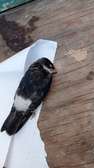 Tachycineta leucopyga