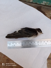 Tachycineta leucopyga