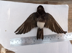 Tachycineta leucopyga