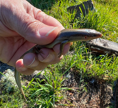 Plestiodon gilberti placerensis