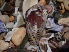Conus catus