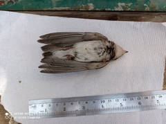 Tachycineta leucopyga