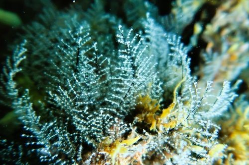 Christmas Tree Hydroid, photo 6 of 10
