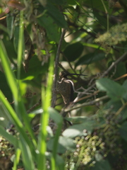 Phaethornis anthophilus
