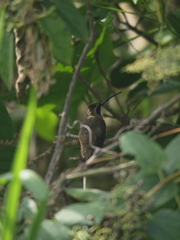 Phaethornis anthophilus