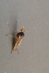 Sylvicola neozelandicus