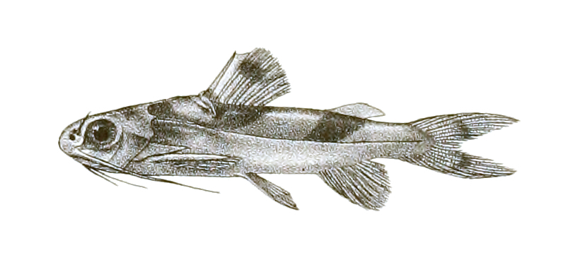 Gagata itchkeea