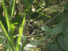 Phaethornis anthophilus