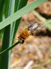 Colletes thoracicus